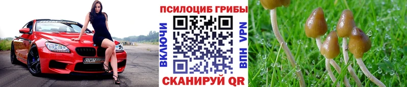 Галлюциногенные грибы Psilocybine cubensis  Купить  Пыталово 